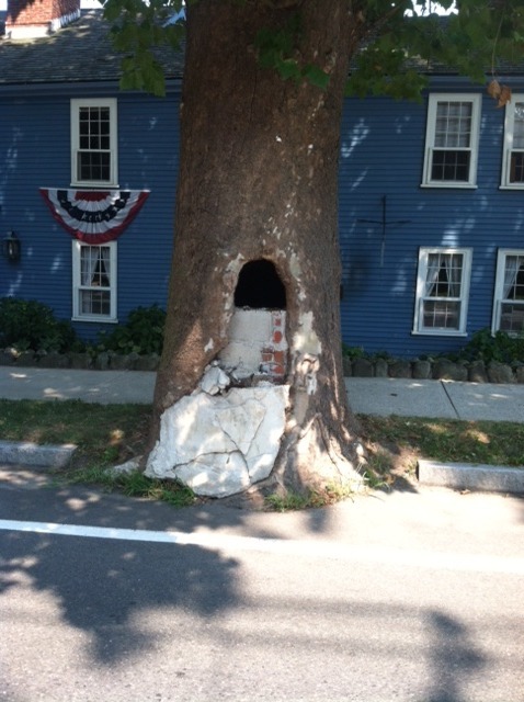 Municipal urban forestry project photo 2
